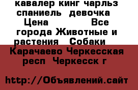  кавалер кинг чарльз спаниель -девочка › Цена ­ 45 000 - Все города Животные и растения » Собаки   . Карачаево-Черкесская респ.,Черкесск г.